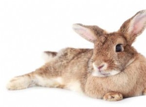 Qu est-ce qui cause les pattes écartées chez les lapins ?