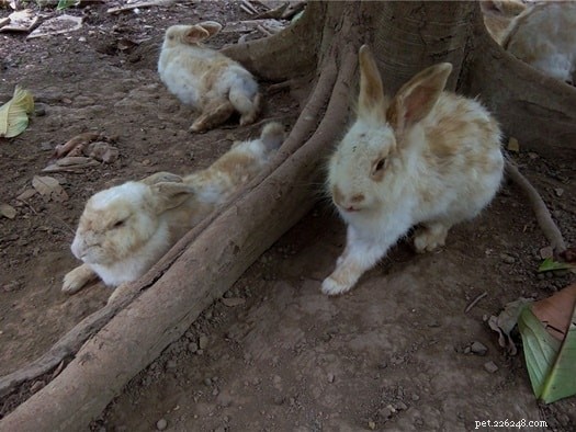 더운 날씨에 토끼를 식히는 방법