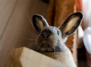 Doel van snorharen bij konijnen + veelvoorkomende problemen (breken, uitvallen)