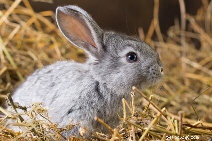 Účel králičích vousů + běžné problémy (lámání, vypadávání)