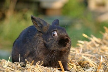 Come calmare un coniglio stressato