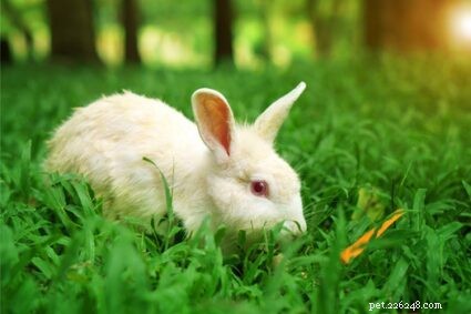 Come calmare un coniglio stressato