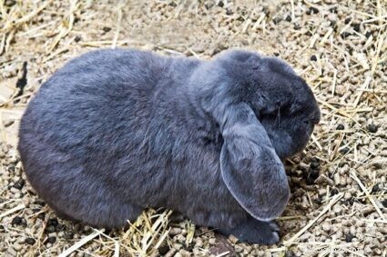 Quanto spesso i conigli fanno pipì e cacca?