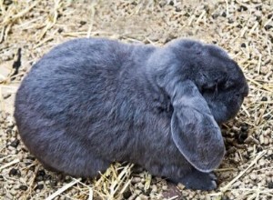 Hoe vaak plassen en poepen konijnen?