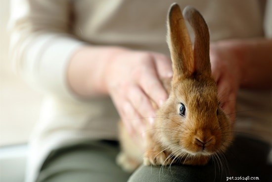 Varför har min kanin kalla öron?