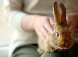 Waarom heeft mijn konijn koude oren?