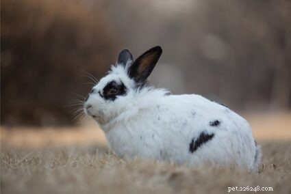 ウサギはどのくらいの頻度でおしっこやうんちをしますか？ 