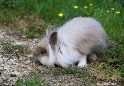 Come trattare la stitichezza del coniglio