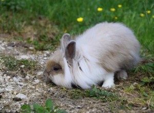 Как лечить запор у кролика