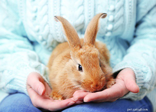 Perché il mio coniglio ha le orecchie fredde?