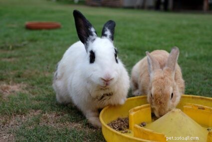 Come trattare la stitichezza del coniglio