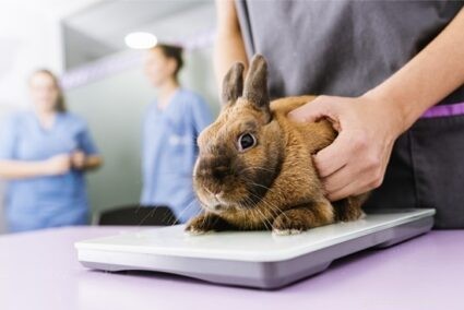 Perché il mio coniglio sanguina? 7 cause di perdita di sangue nei conigli domestici