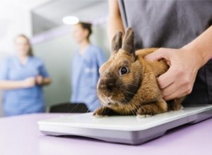 Почему у моего кролика идет кровь? 7 причин потери крови у домашних кроликов