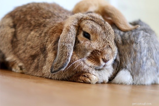 呼吸するときにウサギが音を立てるのはなぜですか？ 