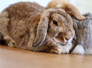 Perché il mio coniglio fa rumore quando respira?