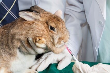 Perché il mio coniglio sanguina? 7 cause di perdita di sangue nei conigli domestici