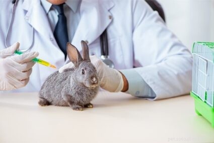 Pourquoi mon lapin saigne-t-il ? 7 causes de perte de sang chez les lapins de compagnie