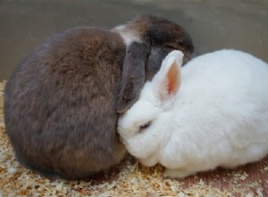 Quando entrano in calore i conigli?