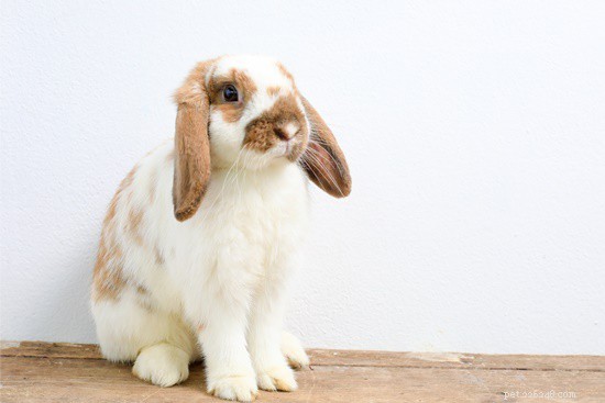 Perché il mio coniglio fa rumore quando respira?
