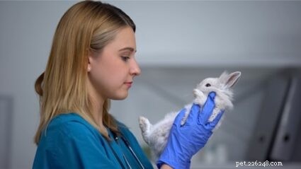 Hoe konijnenvlooien te behandelen