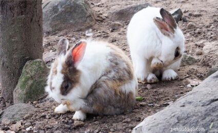 Jak léčit králičí blechy