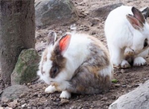 토끼 벼룩을 치료하는 방법