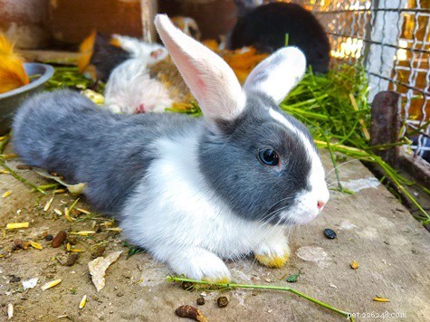 Perché il mio coniglio trema e trema?