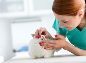 Comment réparer la décoloration des dents de lapin (dents jaunes, brunes et noires)