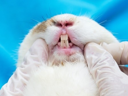 Wat betekent tandenknarsen bij konijnen?