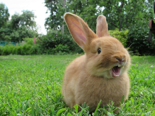 Cosa significa digrignare i denti di coniglio?