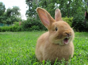 토끼 이빨 갈기란 무엇을 의미합니까?