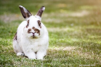 Jak se zbavit chlupů u králíků