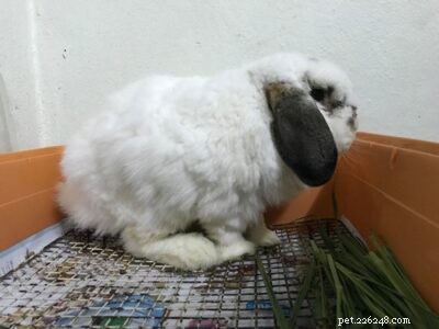 Che aspetto ha la normale pipì di coniglio?