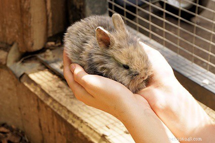 Säker borttagning av överflödigt öronvax hos kaniner
