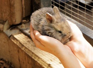 Élimination sûre de l excès de cérumen chez les lapins