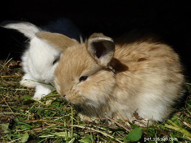 ウサギの過剰な耳垢の安全な除去 