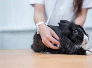 10 признаков того, что ваш кролик умирает
