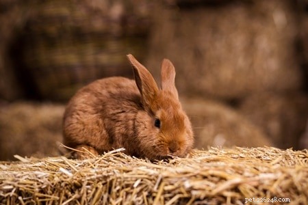 Kunnen konijnen als huisdier allergisch zijn? (Voedsel, Seizoensgebonden, Hooikoorts, Stof)