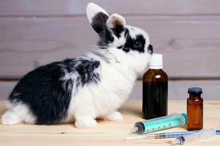 Что можно дать кролику от боли?