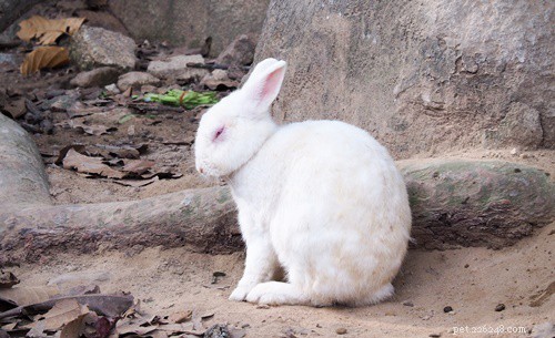Perché il mio coniglio perde toppe di pelo?