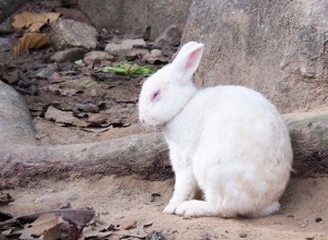Waarom verliest mijn konijn zijn vacht?
