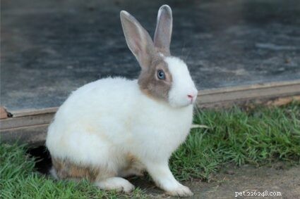 5 causa baba excessiva em coelhos