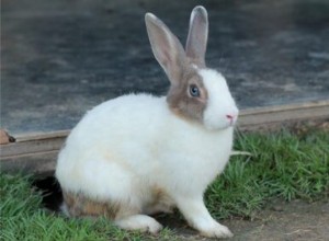 5 causa baba excessiva em coelhos