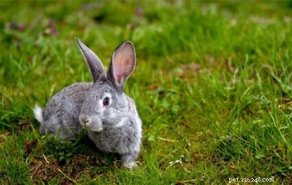 Kan kaniner äta gräs från gården?