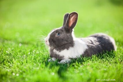 Kunnen konijnen gras van de tuin eten?