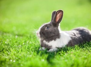 Kunnen konijnen gras van de tuin eten?