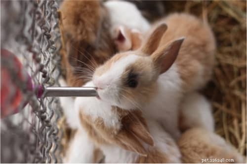 Hoe lang kunnen konijnen zonder drinkwater?
