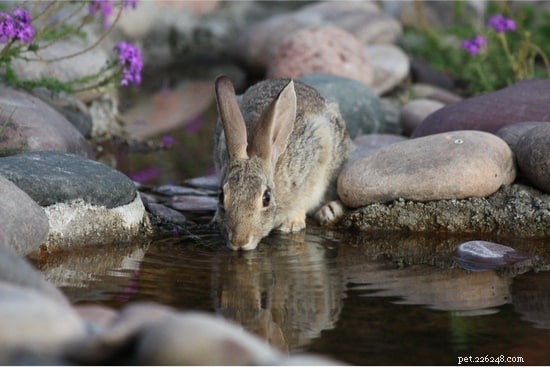 Hur länge kan kaniner gå utan att dricka vatten?