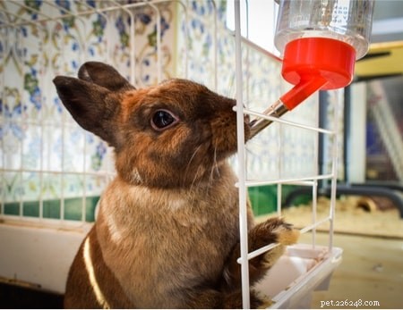 Hur länge kan kaniner gå utan att dricka vatten?