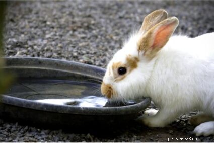 Pourquoi mon lapin boit-il beaucoup d eau ?
